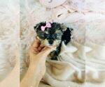Small #11 Morkie