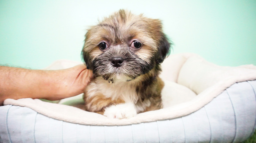 Medium Photo #4 Shih Tzu Puppy For Sale in LA MIRADA, CA, USA