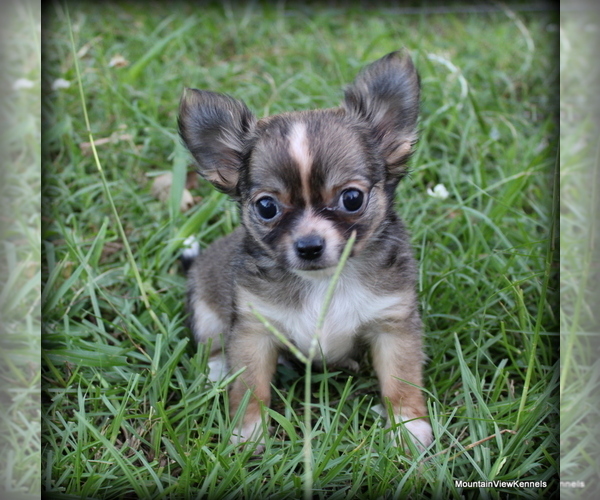 Medium Photo #2 Chihuahua Puppy For Sale in WISTER, OK, USA