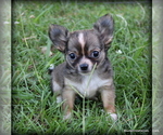 Small #1 Chihuahua