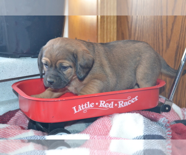 Medium Photo #14 Jug Puppy For Sale in GREENWOOD, WI, USA