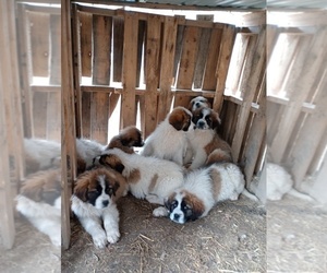 Great Pyrenees-Saint Bernard Mix Litter for sale in VALLONIA, IN, USA