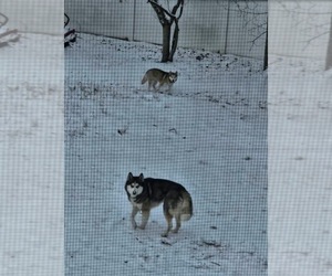 Father of the Siberian Husky puppies born on 05/14/2025