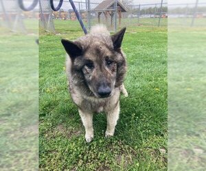 Norwegian Elkhound Dogs for adoption in Decatur, IL, USA