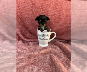 Chihuahua Puppy for sale in JACKSON, GA, USA