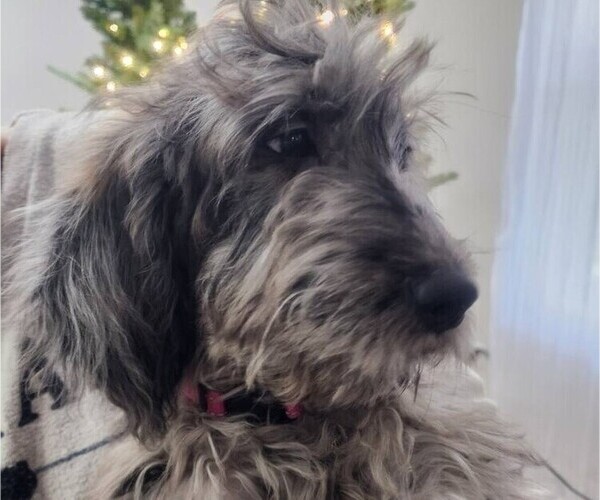 Medium Photo #3 Goldendoodle Puppy For Sale in WACO, TX, USA