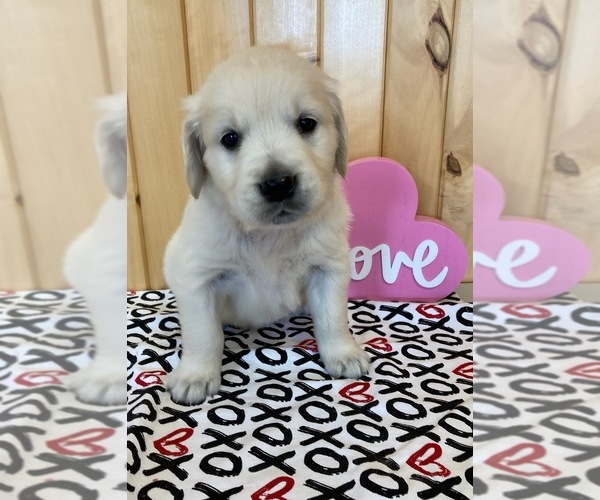Medium Photo #4 English Cream Golden Retriever Puppy For Sale in DALLAS, WI, USA