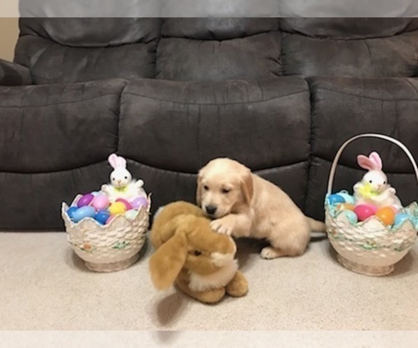 Medium Photo #10 Golden Retriever Puppy For Sale in WEBSTER CITY, IA, USA