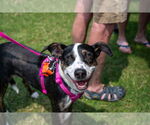 Small #8 Mountain Cur Mix