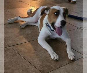 Labrador Retriever-Unknown Mix Dogs for adoption in San Antonio, TX, USA