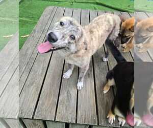 Shiba Inu-Unknown Mix Dogs for adoption in Agoura Hills, CA, USA