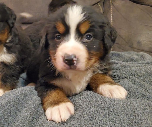 Medium Photo #9 Bernese Mountain Dog Puppy For Sale in LEETONIA, OH, USA