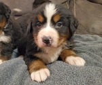 Small #8 Bernese Mountain Dog