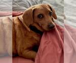 Small #3 Dachshund