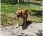 Small #2 Black Mouth Cur Mix
