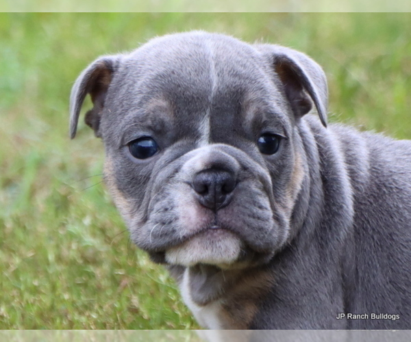 Medium Photo #4 Bulldog Puppy For Sale in WINNSBORO, TX, USA