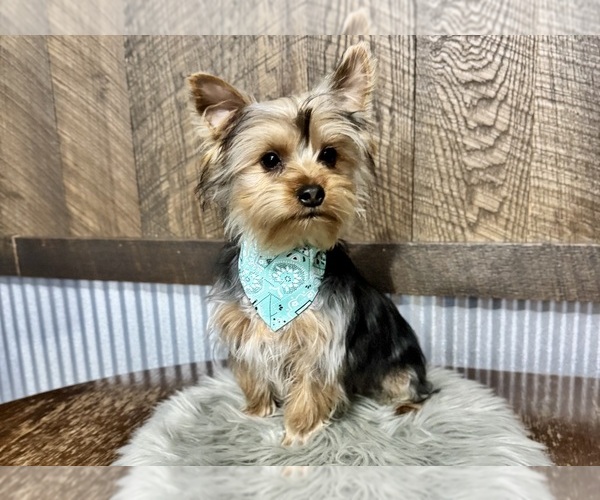 Medium Photo #5 Yorkshire Terrier Puppy For Sale in NAPPANEE, IN, USA