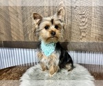 Small #4 Yorkshire Terrier