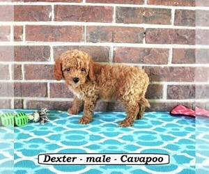 Cavapoo Puppy for sale in CLARKRANGE, TN, USA