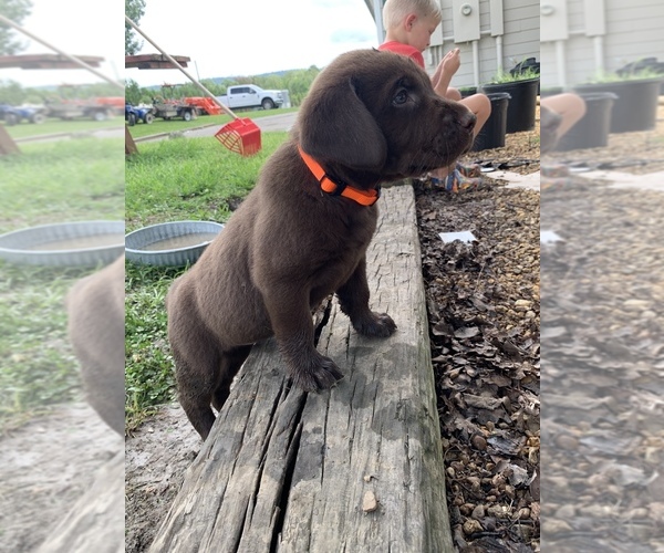 Medium Photo #9 Labrador Retriever Puppy For Sale in ASHVILLE, AL, USA