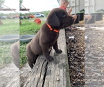 Small Photo #9 Labrador Retriever Puppy For Sale in ASHVILLE, AL, USA