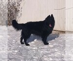 Small Photo #1 German Shepherd Dog Puppy For Sale in COUCH, MO, USA