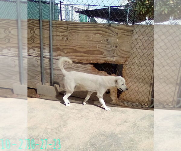 Medium Photo #7 Mutt Puppy For Sale in Apple Valley, CA, USA