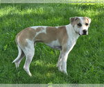 Small #3 American Pit Bull Terrier Mix