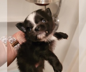 Chihuahua Puppy for sale in INWOOD, WV, USA