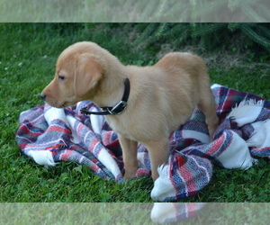 Medium Labrador Retriever