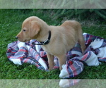 Puppy Copper Labrador Retriever
