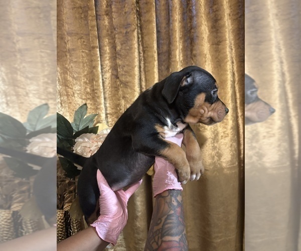 Medium Photo #3 American Bully Puppy For Sale in SEVERN, MD, USA