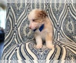 Small #12 Australian Shepherd