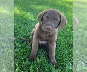Chesapeake Bay Retriever Puppy for sale in FOREST CITY, IA, USA