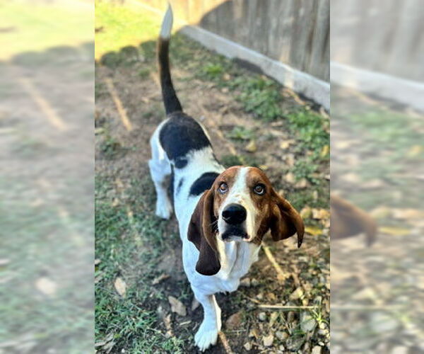 Medium Photo #8 Basset Hound Puppy For Sale in Deepwater, NJ, USA