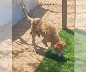 Socks-ADOPTED 9/25/26 - Male Beagle-Unknown Mix Dog for Adoption - Photo #4