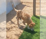 Small Photo #4 Beagle-Unknown Mix Puppy For Sale in Apple Valley, CA, USA