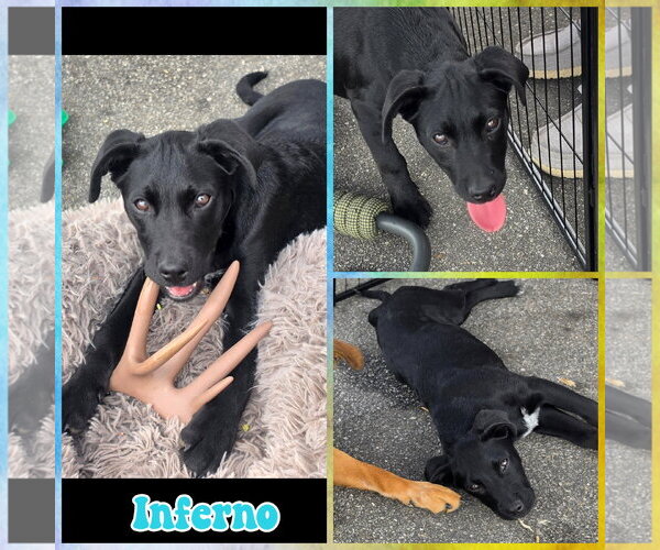 Medium Photo #1 Labrador Retriever-Unknown Mix Puppy For Sale in Blacksburg, SC, USA