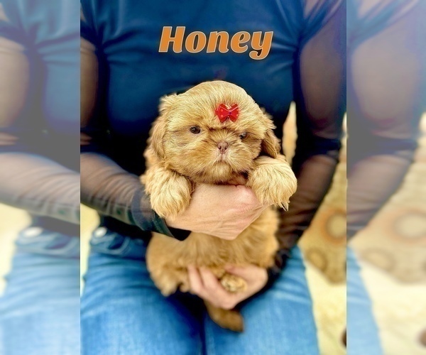 Medium Photo #2 Shih Tzu Puppy For Sale in LAWRENCEVILLE, GA, USA
