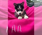 Small #1 Siberian Husky