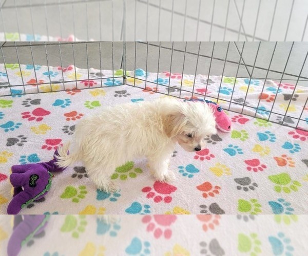 Medium Photo #11 Maltipoo (Toy) Puppy For Sale in ORO VALLEY, AZ, USA