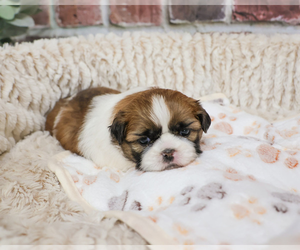 Medium Photo #9 Shih Tzu Puppy For Sale in SYRACUSE, IN, USA
