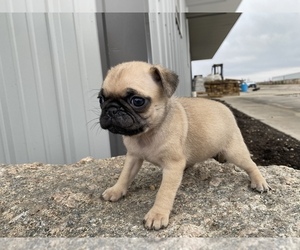 Pug Puppy for sale in SULLIVAN, IL, USA