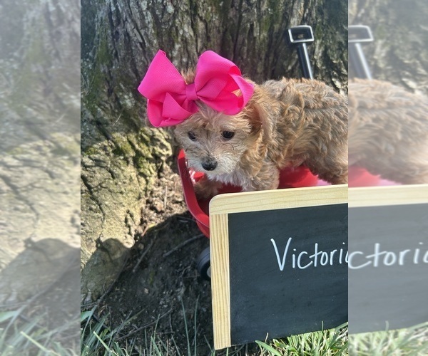 Medium Photo #6 Yo-Chon Puppy For Sale in WEST UNION, OH, USA