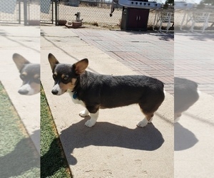Mother of the Pembroke Welsh Corgi puppies born on 03/21/2022