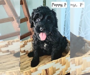 Portuguese Water Dog Puppy for sale in KENOSHA, WI, USA