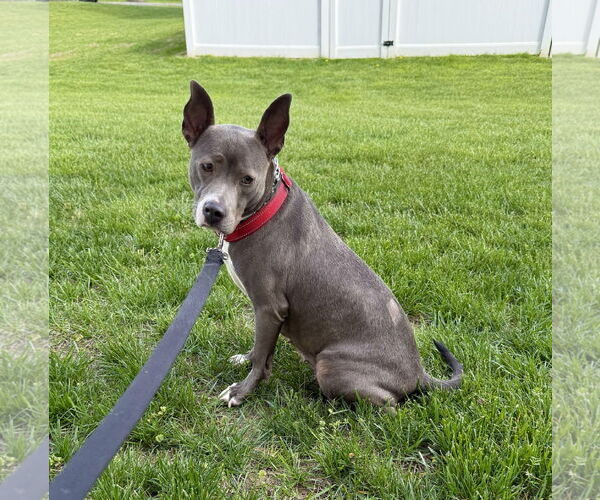 Medium Photo #8 Mutt Puppy For Sale in Mount Laurel, NJ, USA