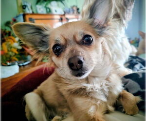 Chihuahua Dogs for adoption in Allentown,, PA, USA