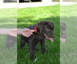 Small Photo #16 Labrador Retriever Puppy For Sale in GREENWOOD, WI, USA