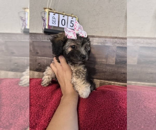 Medium Photo #14 Maltipoo Puppy For Sale in EL PASO, TX, USA